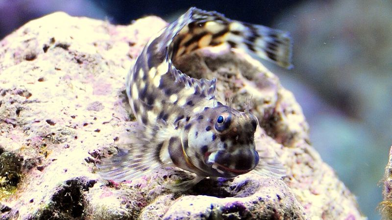 A lawnmower blenny resting on live rock